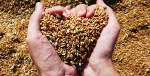 Світові ринки можуть недоотримати 50 мільйонів тонн зерна