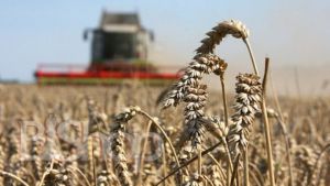 Робота аграрного сектору в умовах війни дуже важлива для відновлення економіки України