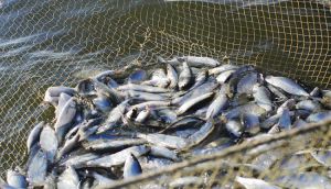 Необхідно ввести санкції проти рибної галузі російської федерації