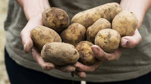 З насінням картоплі допоможуть французи, а фінансову підтримку аграрії сподіваються отримати з бюджету