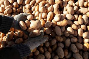 Львівщина: Аграрії отримали 95 тонн високопродуктивної насіннєвої картоплі з Франції