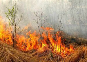 Спалювання сухої трави, листя та інших рослинних залишків категорично заборонено