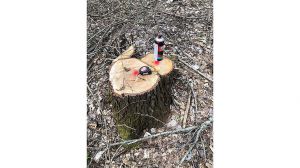 Держекоінспекція: На Житомирщині виявлено 996 пнів незаконно зрубаних дерев різних порід