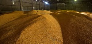 Російські окупанти вивозять з України посівне зерно й агротехніку, яку вдома не здатні завести