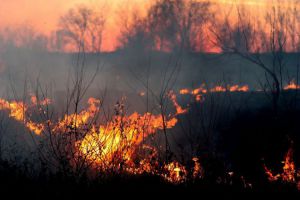 Протягом минулої доби зафіксовано майже 80 загорянь сухої рослинності на території України 
