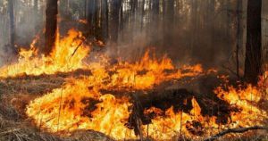 Херсонщина: У біосферному заповіднику горять ліси