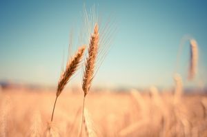 Перед загрозою глобальної продовольчої кризи на найвищому рівні шукають шляхи експорту нашої пшениці