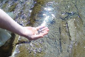 Дві тисячі мальків струмкової форелі випущено у річку Стрий 