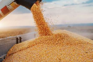 Україна нарощує експорт сільськогосподарської продукції через західні кордони