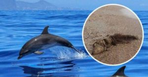 Сліпі дельфіни викидаються на берег