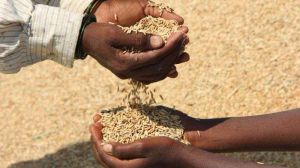 Припинення «зернової ініціативи» позначиться на продовольчій безпеці