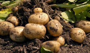 На Миколаївщині розпочали збирати картоплю