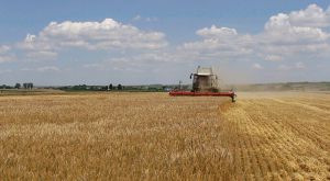 Вінниччина: Перший мільйон тонн зерна з меншої площі