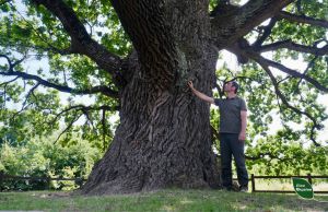 На Буковині росте дуб, якому 600 років