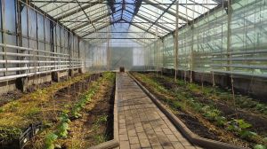 Університет вирощує органічні помідори та баклажани