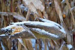 Поспішають з кукурудзою, щоб не пішла в зиму