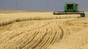 В Україні намолочено 37,4 млн тонн зернових та олійних культур