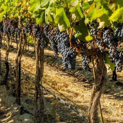 Пересчитали виноградные плантации