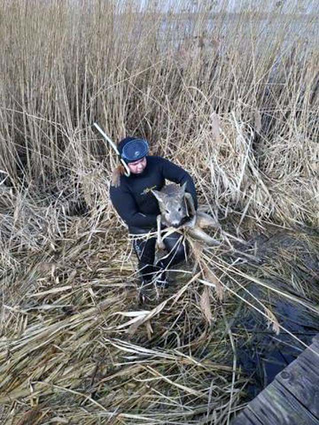 У Рівненській області врятували козулю з крижаної пастки