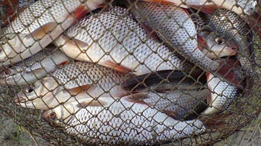 12 мільйонів гривень — збитки через незаконне виловлення риби