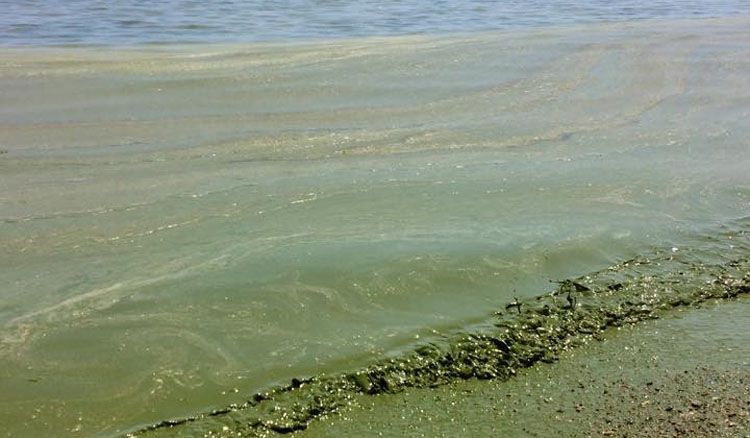 Чорне море позеленіло й небезпечне для купання