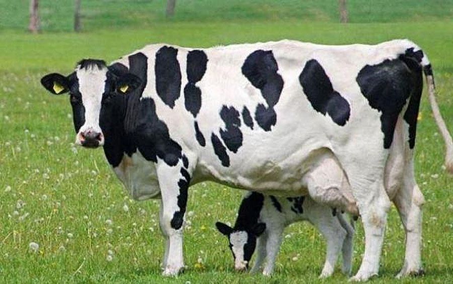 У Рівненській області розводитимуть чистопородних корів