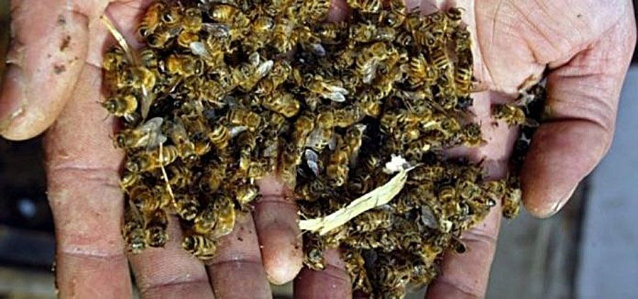 У Сумській області загинула майже тисяча бджолосімей