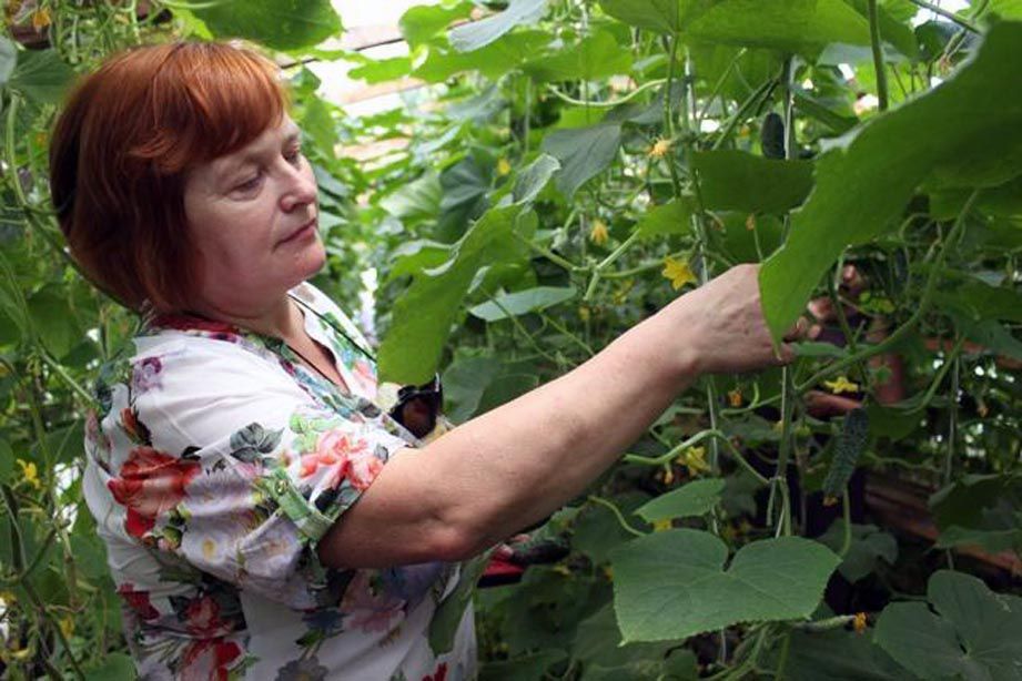 Екологічне землеробство розвивається і на Рівненщині