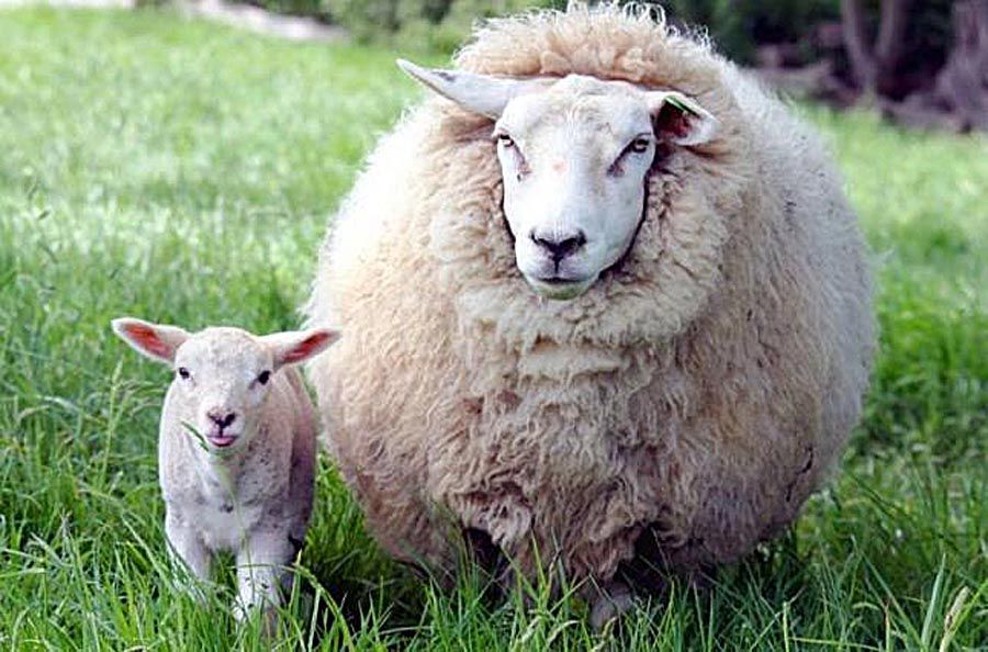 Взялися рятувати вівчарство