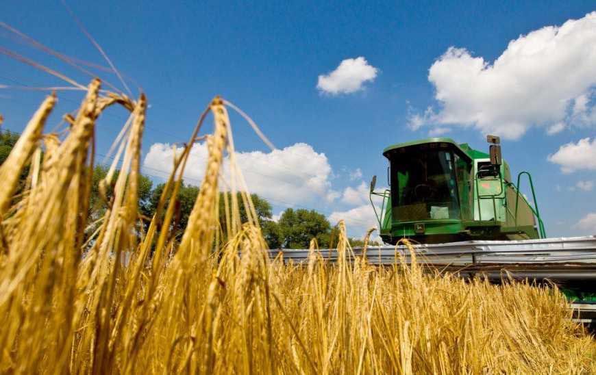 Щедрі намолоти одразу обвалили ціни на пшеницю