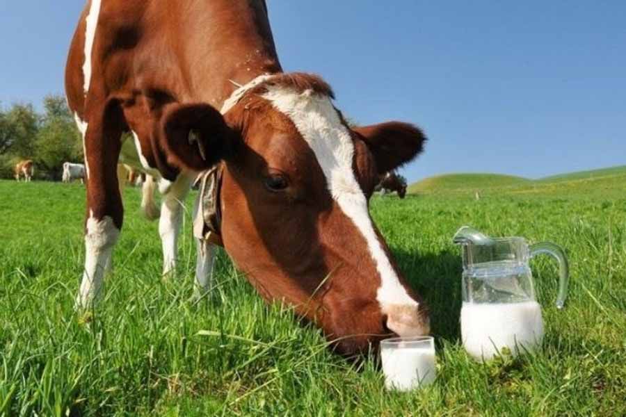 На Житомитщині дбають, щоб було молоко європейської якості