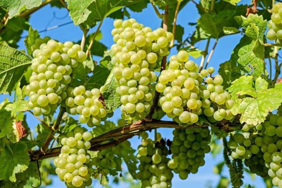 На Херсонщине виноград хороший — выторг плохой