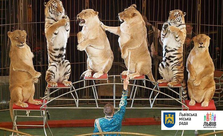 Місто Львів виступило на захист тварин