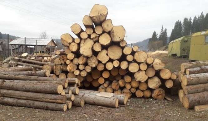 На Буковині незаконно експортували деревину