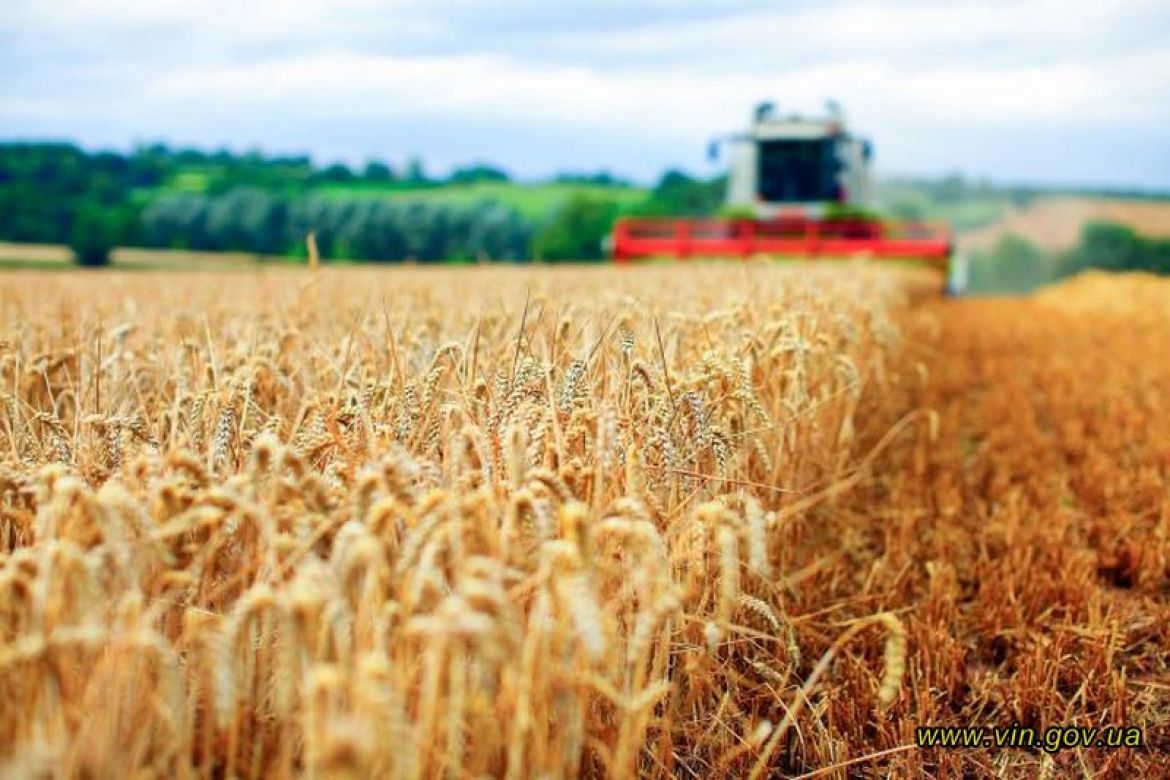 Вінниччина: Шість мільйонів тонн зерна вже у коморі,  але комбайни ще в полі