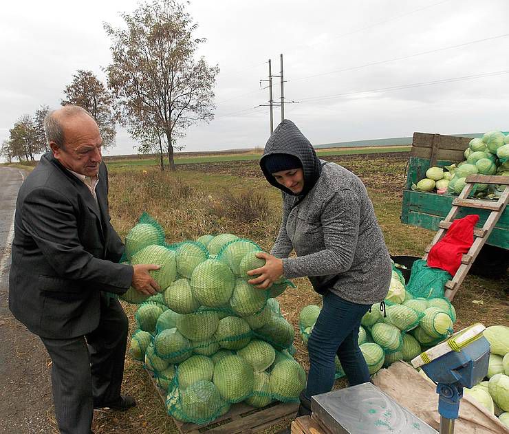 В Ивано-Франковской области капусту до сих пор реализуют c поля