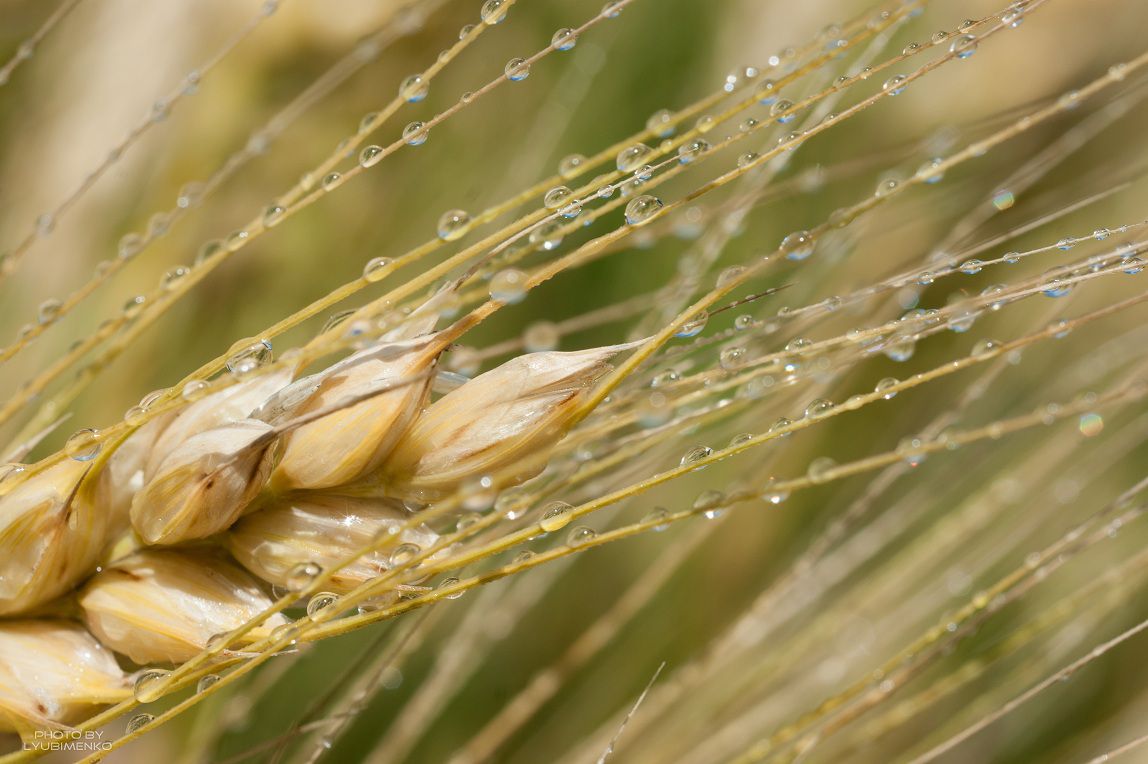 Украина увеличила экспорт зерновых 