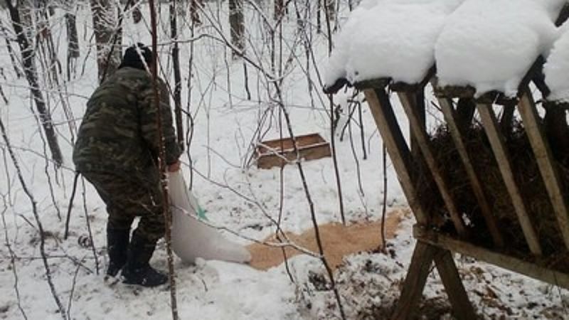 В Тернопольской области посчитали охотничьих животных
