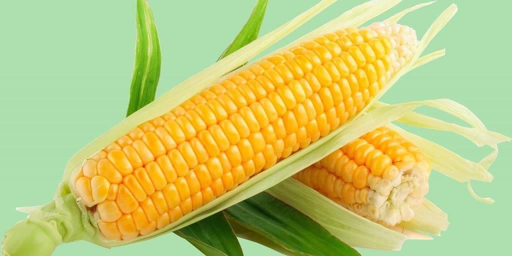 Вінниччина: Озимі компенсують кукурудзою