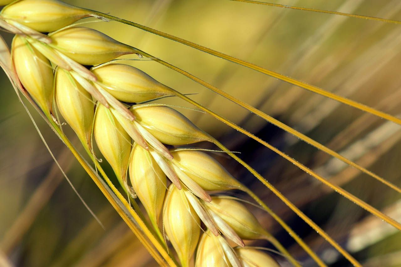 Для пшеницы определяющими станут майские дожди