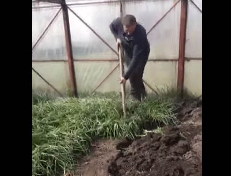 На знак протесту фермер Микола Кипоренко знищив вирощену цибулю