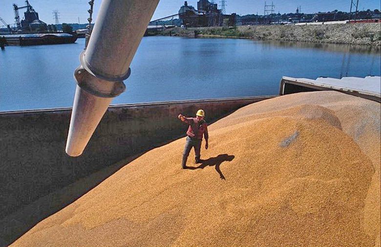 Зерно поспішає у порти — вивезено рекордну кількість