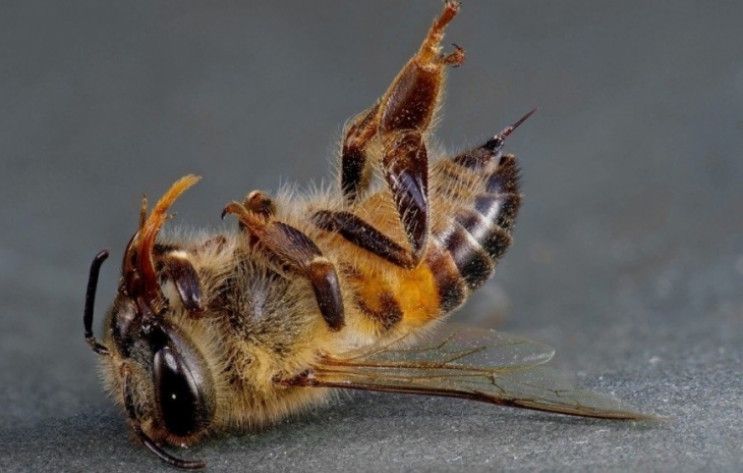 На Хмельниччині на пасіках загинули сотні тисяч бджіл
