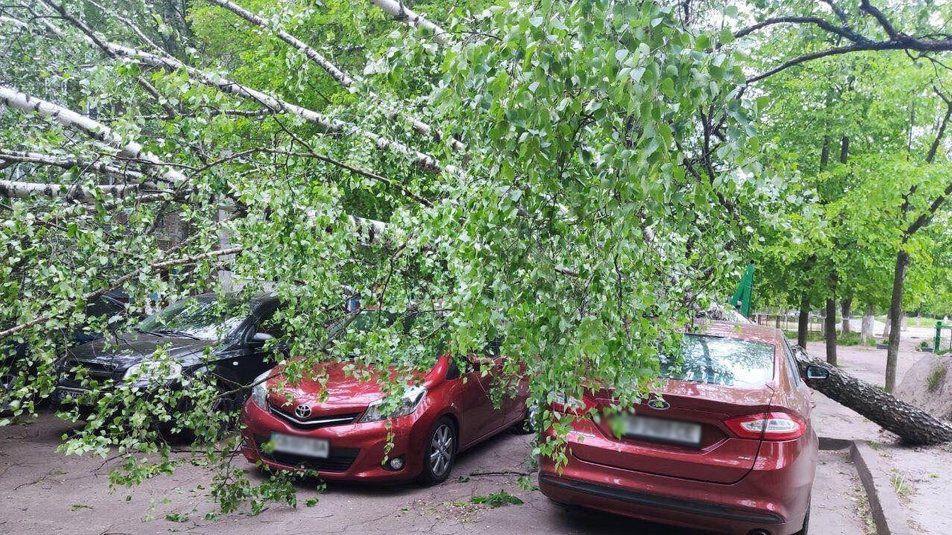 У Чернігові буревій валив дерева на машини