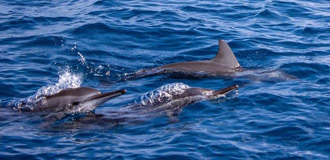 Дельфінів врятовано з пастки