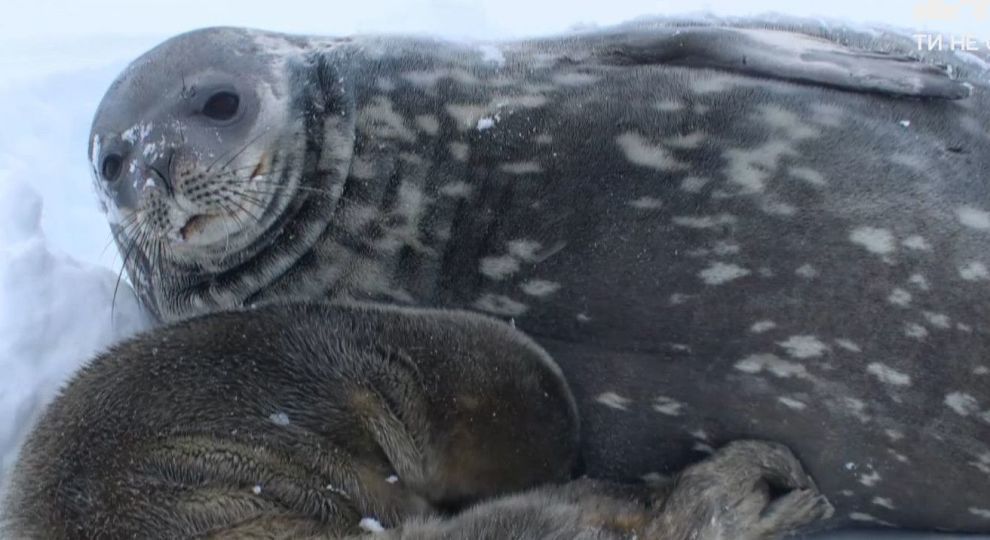 Полярники шукають ім’я маленькому тюленю