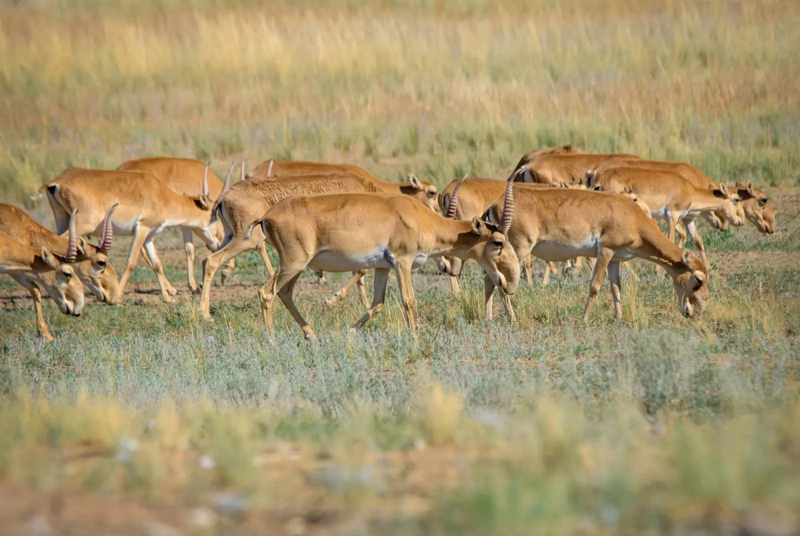 Херсонщина: Острів на Сиваші заселили степові антилопи