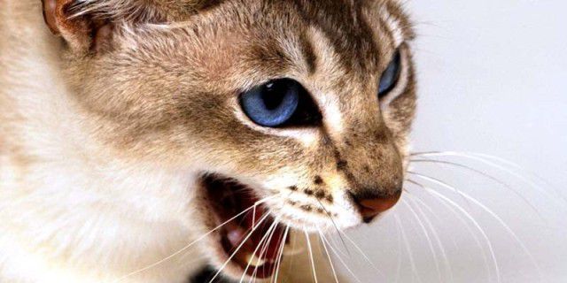 Рівненщина: Мирогощу через сказ у домашнього кота закрили