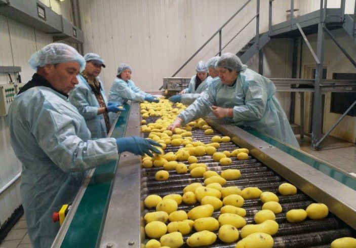На Львівщині збудують завод із переробки картоплі