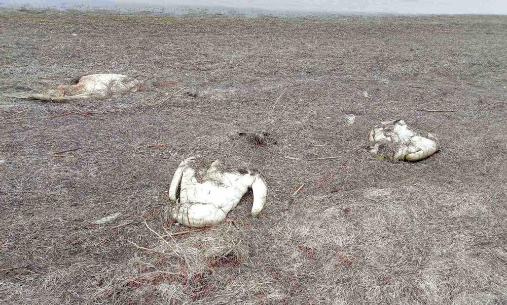 Херсонщина: Масова загибель лебедів на Сиваші